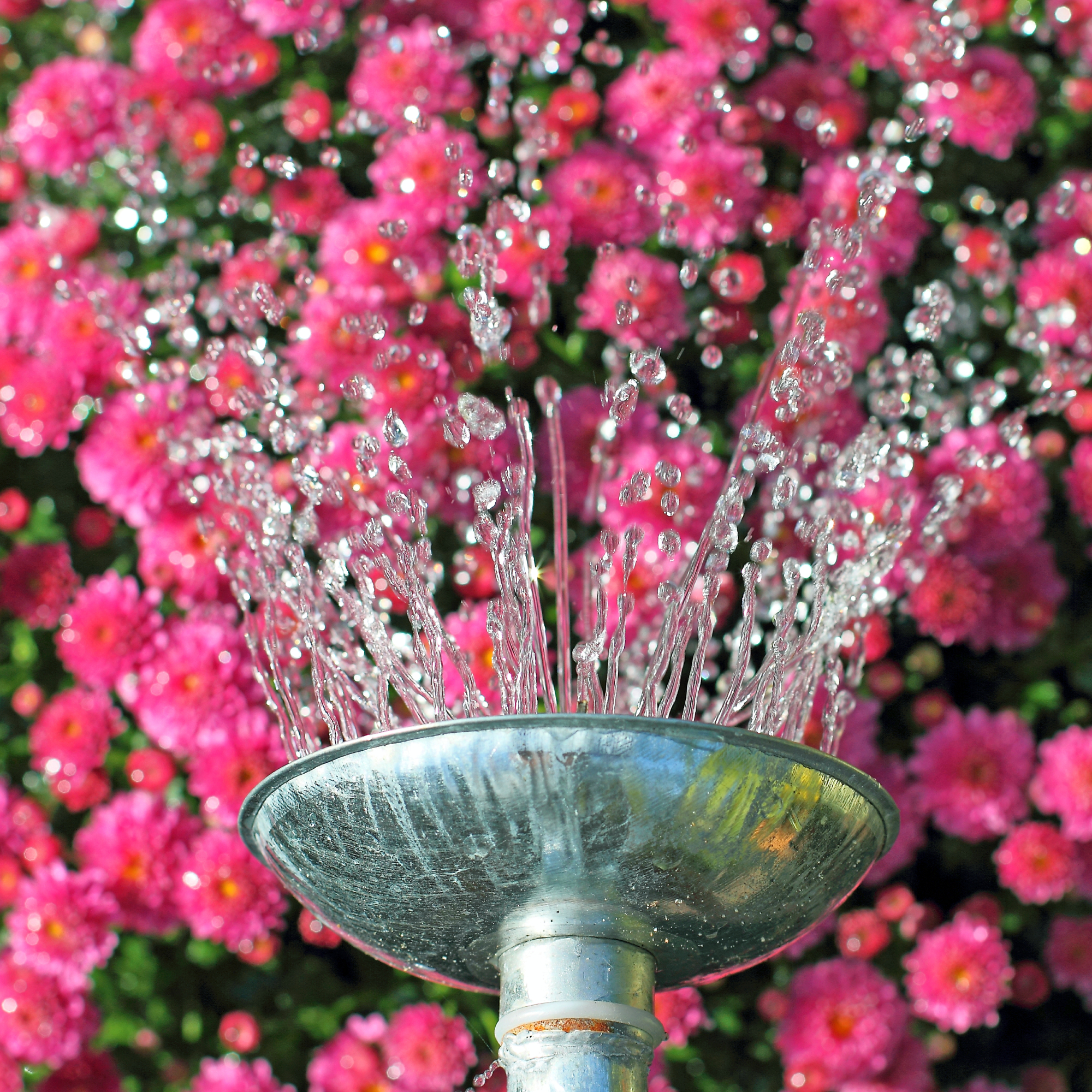 water sprinkling from spout of a metal watering can over pink flowers