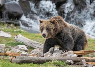 The Science of How to Survive a Bear Attack