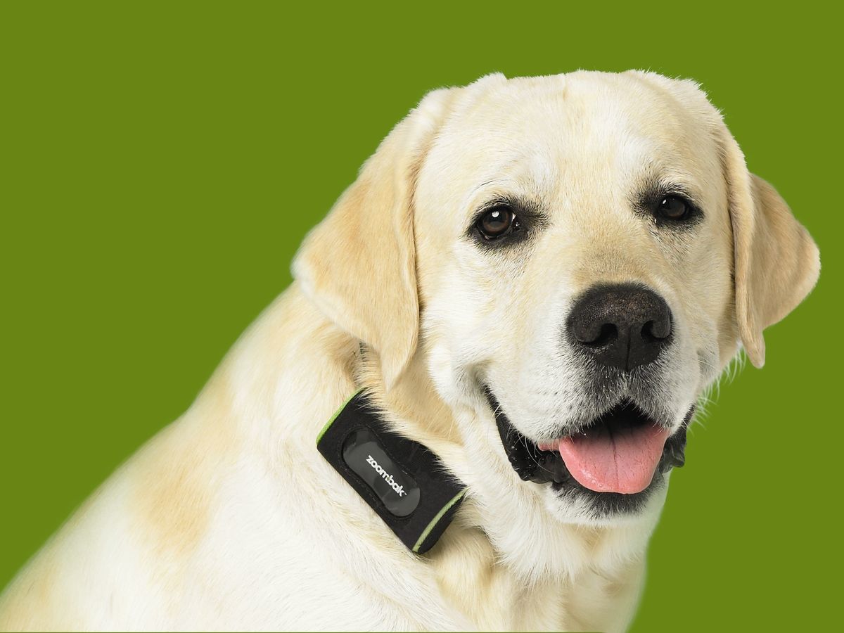Zoombak offers realtime dog tracking TechRadar