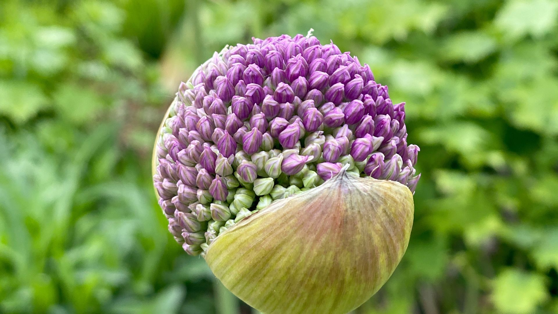 picture of allium flower emerging from it's bulb