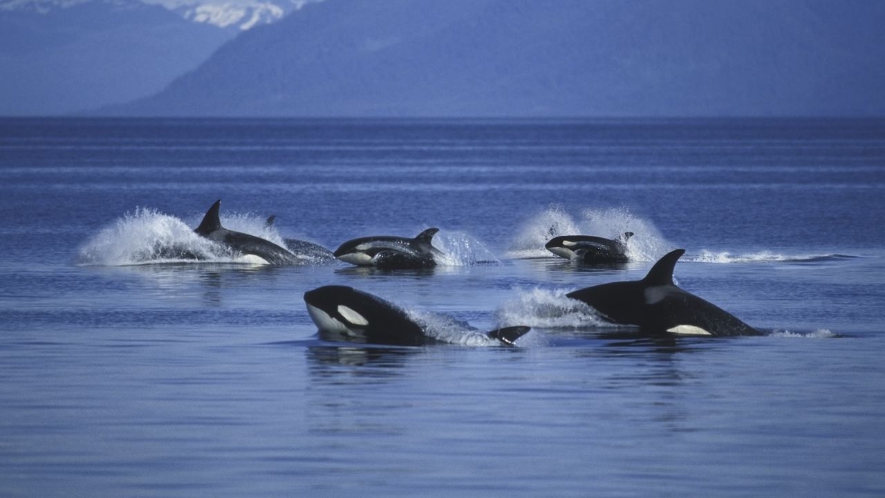 A group of six orcas breaches the surface of the water