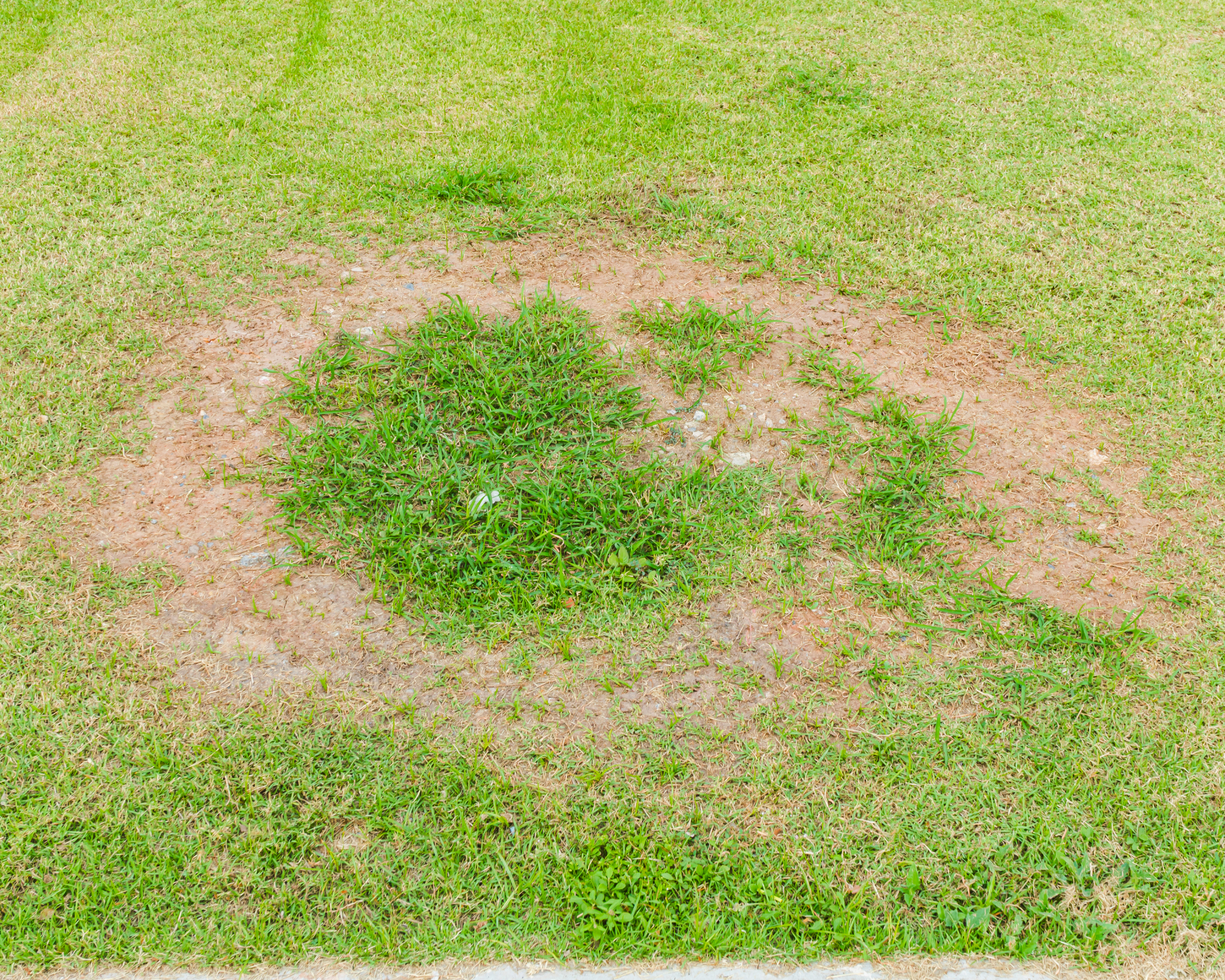 lawn with brown spot fungus