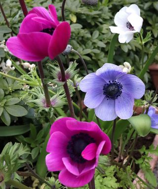 Colourful pink and purple Mediterranean anemones will grow in pots