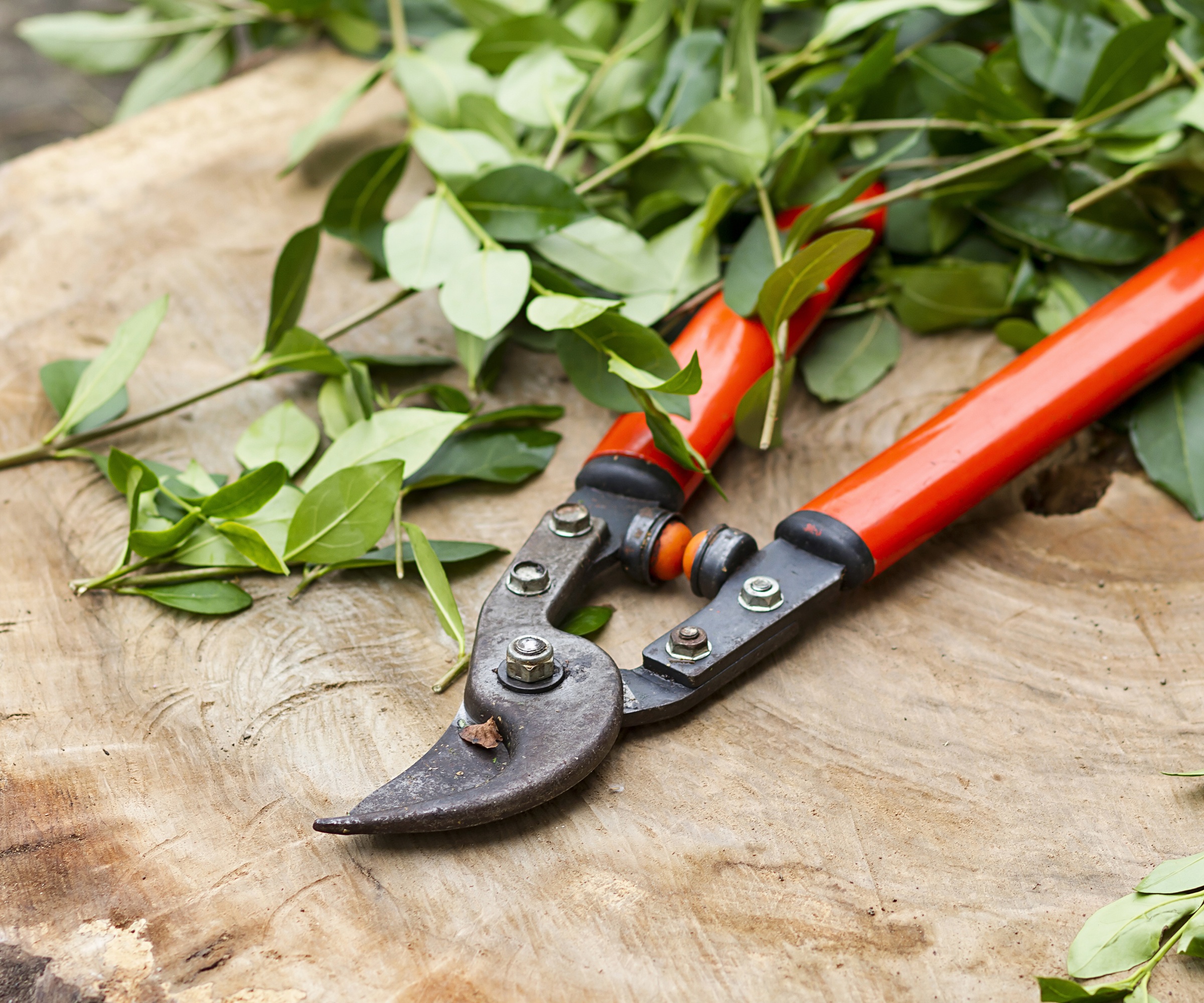 loppers, cuttings