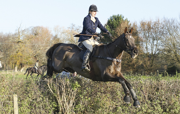 Denman.jpeg