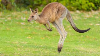 Most unusual pets - Kangaroo