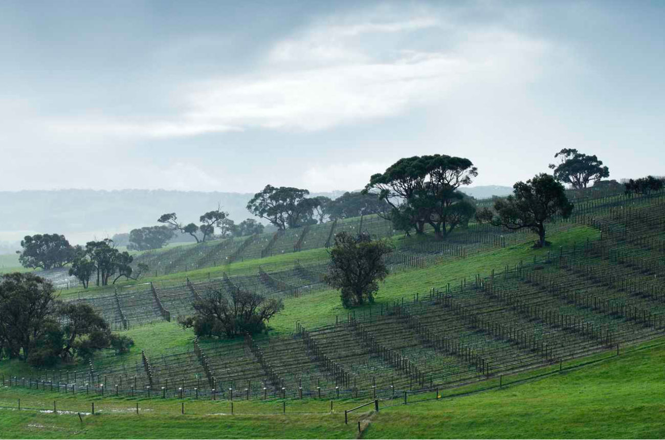 Foggy Hill Vineyard