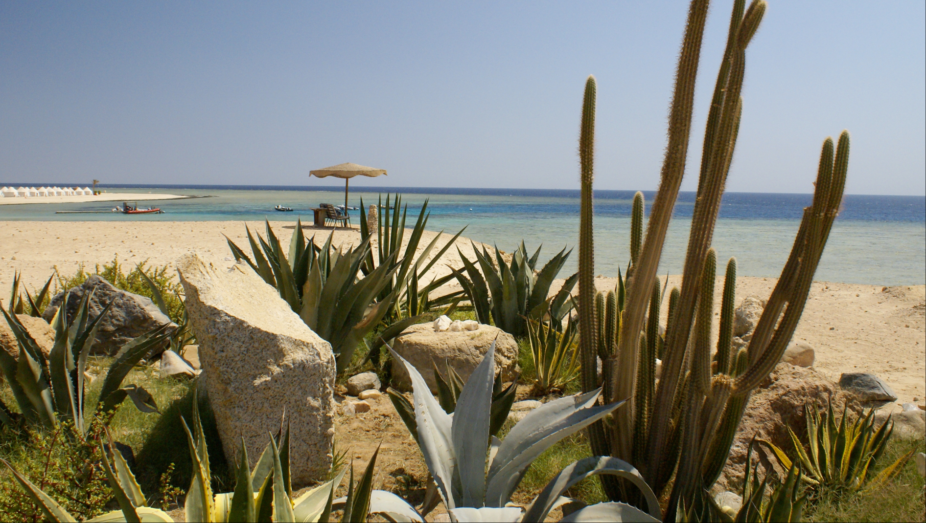 Cacti grow on the Red Sea coast next to the shoreline
