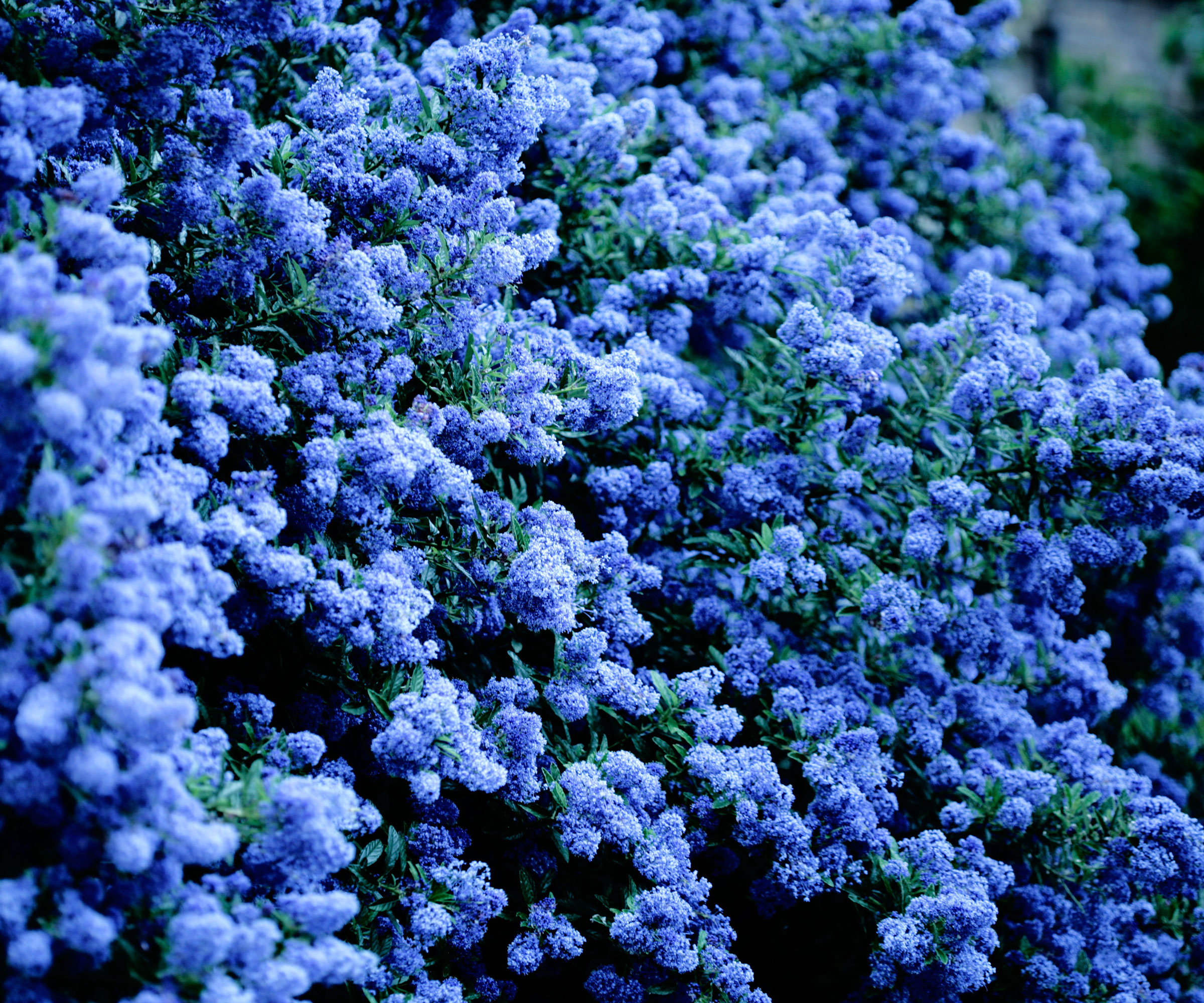 ceanothus shrub with blue flower heads