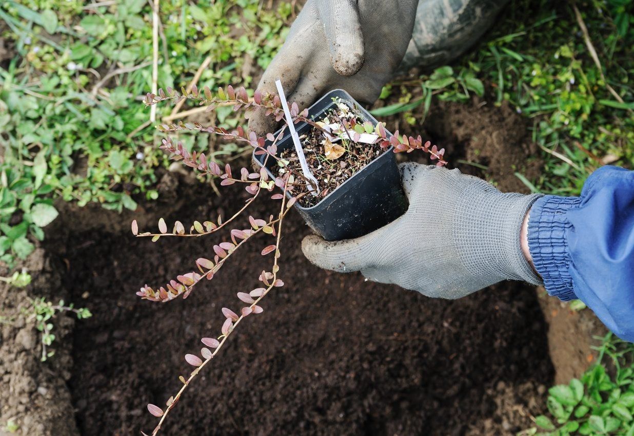 Gardener Planting Plant In Soil