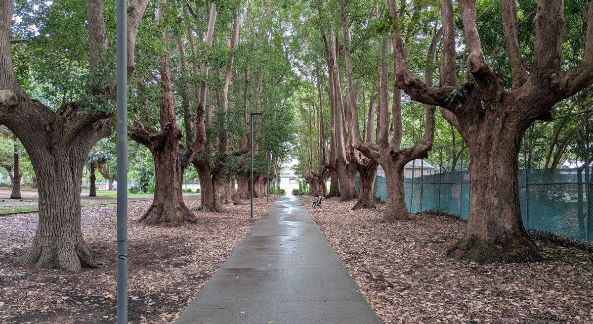 Several trees in a park along a walkway