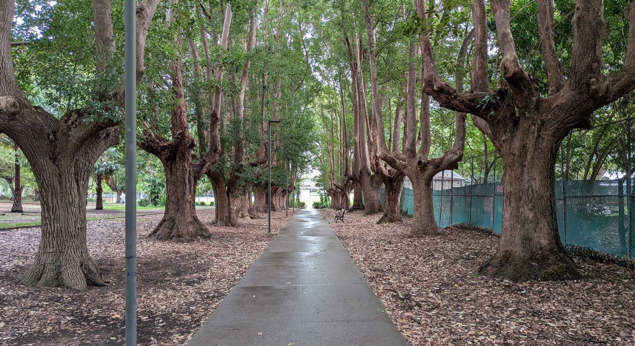 Several trees in a park along a walkway