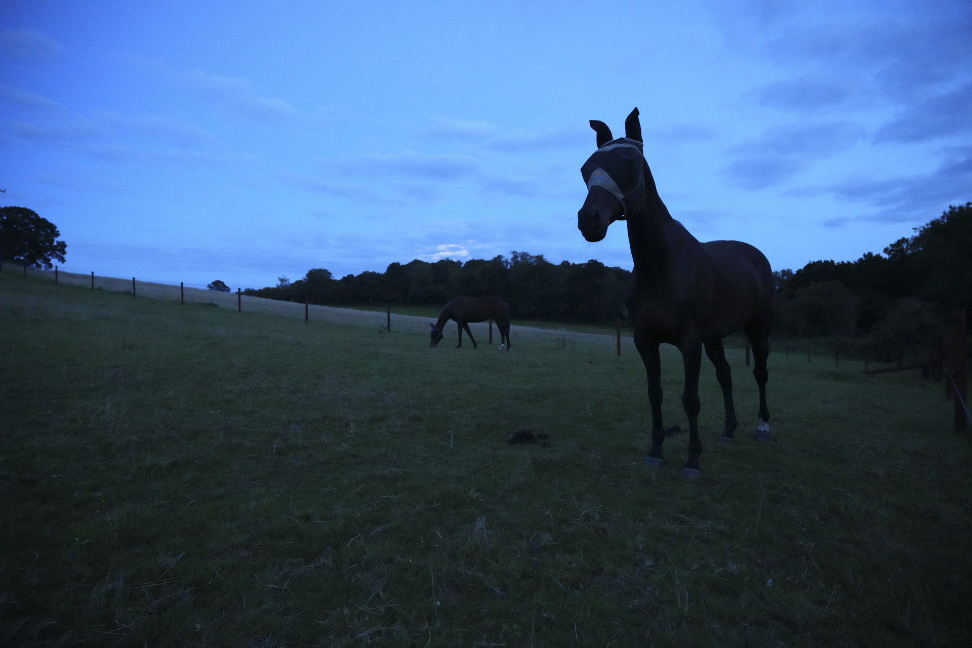 Horses at twilight, taken with the Sony FE 20-70mm F4 lens and A7C R