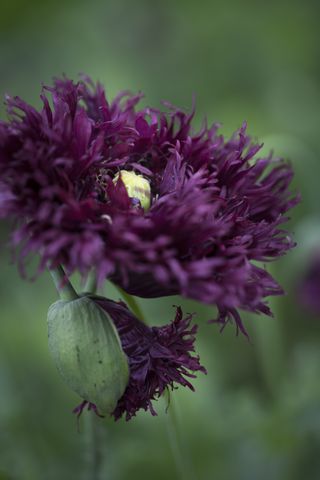 Dramatic purple petals of the annual poppy 'Black Swan'