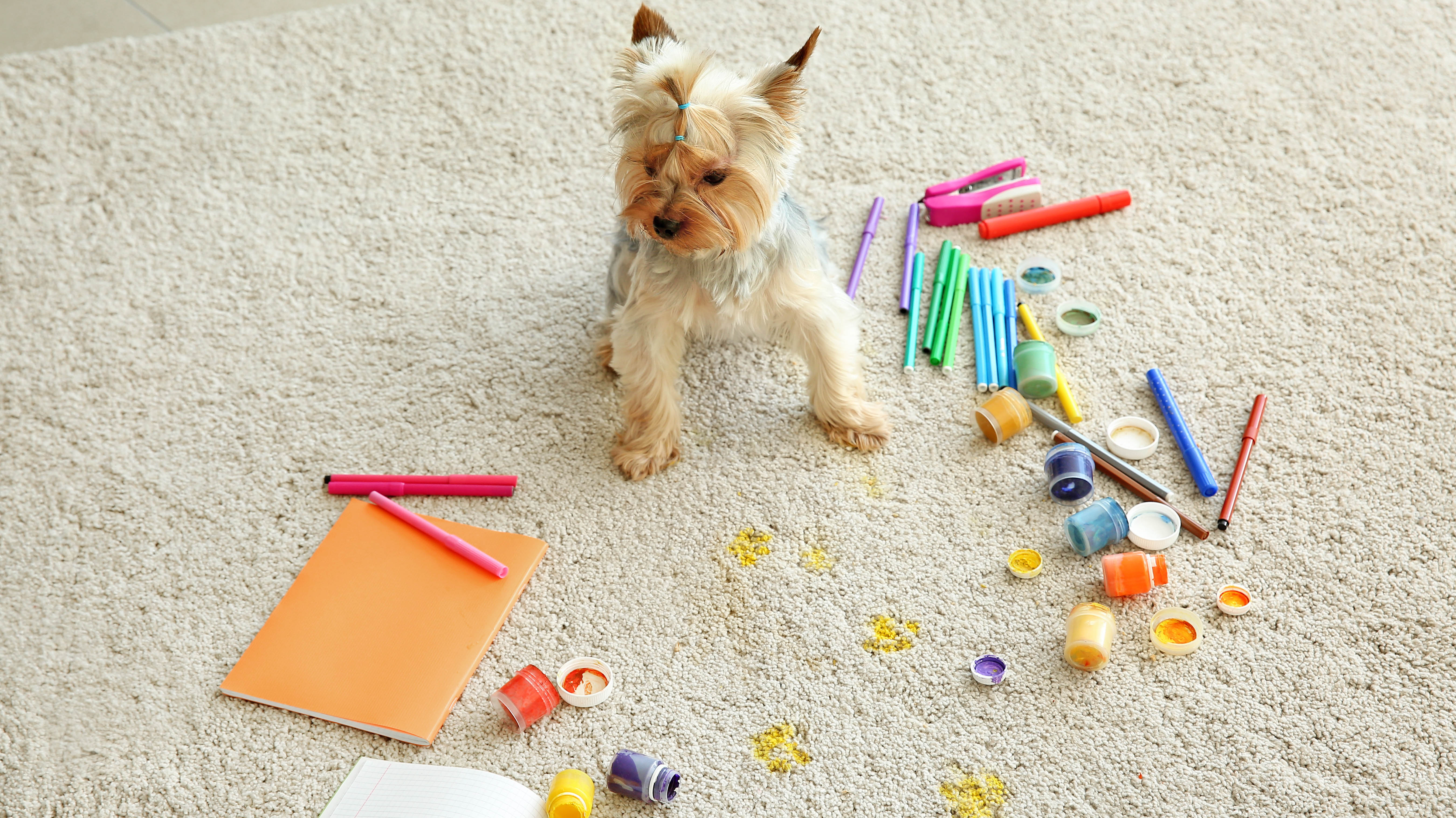 Маленькая собака в окружении пролитых банок с краской на ковре и фломастерах
