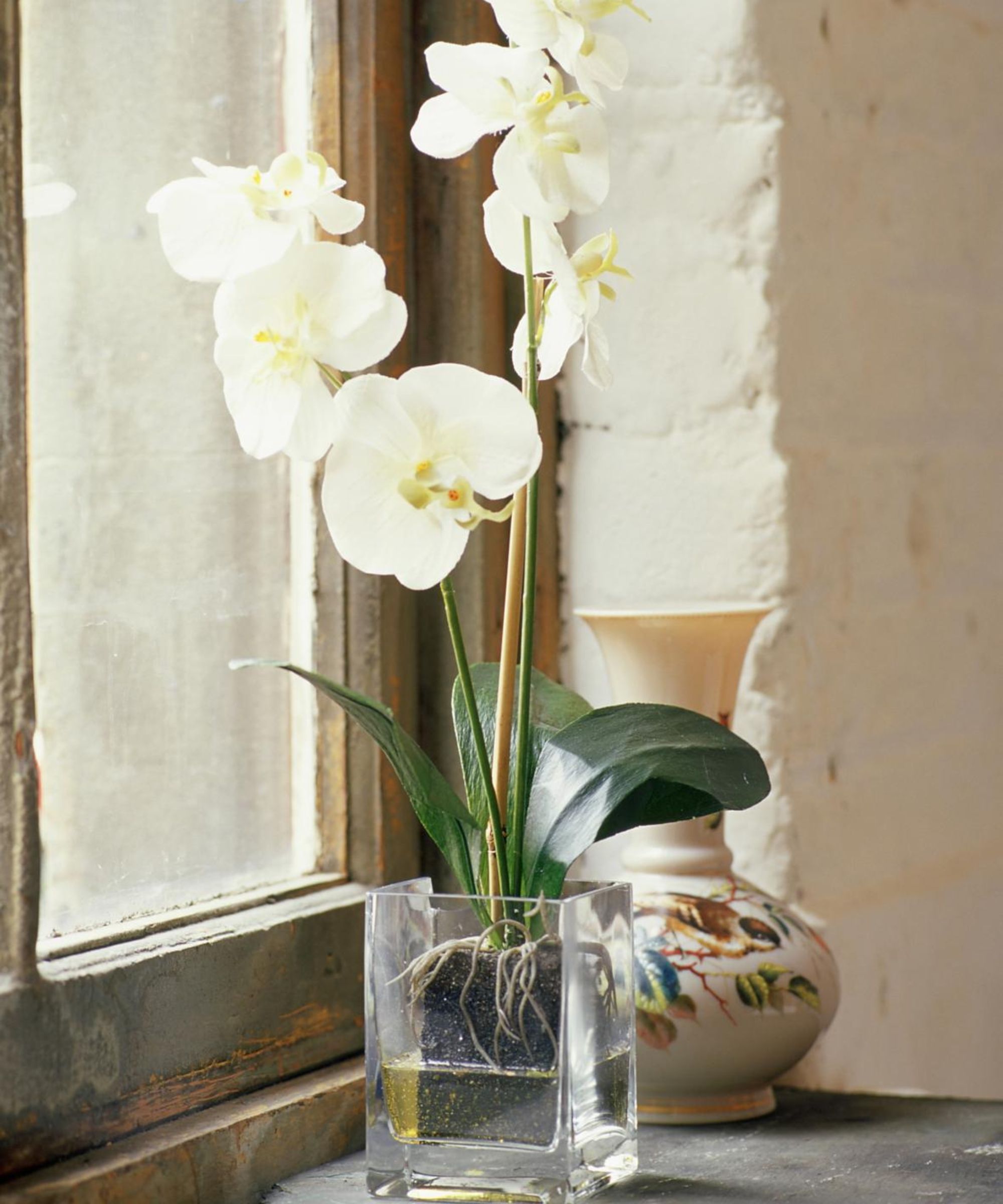 white moth orchids in a window with a vase behind