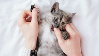 Kitten chewing owner‘s finger