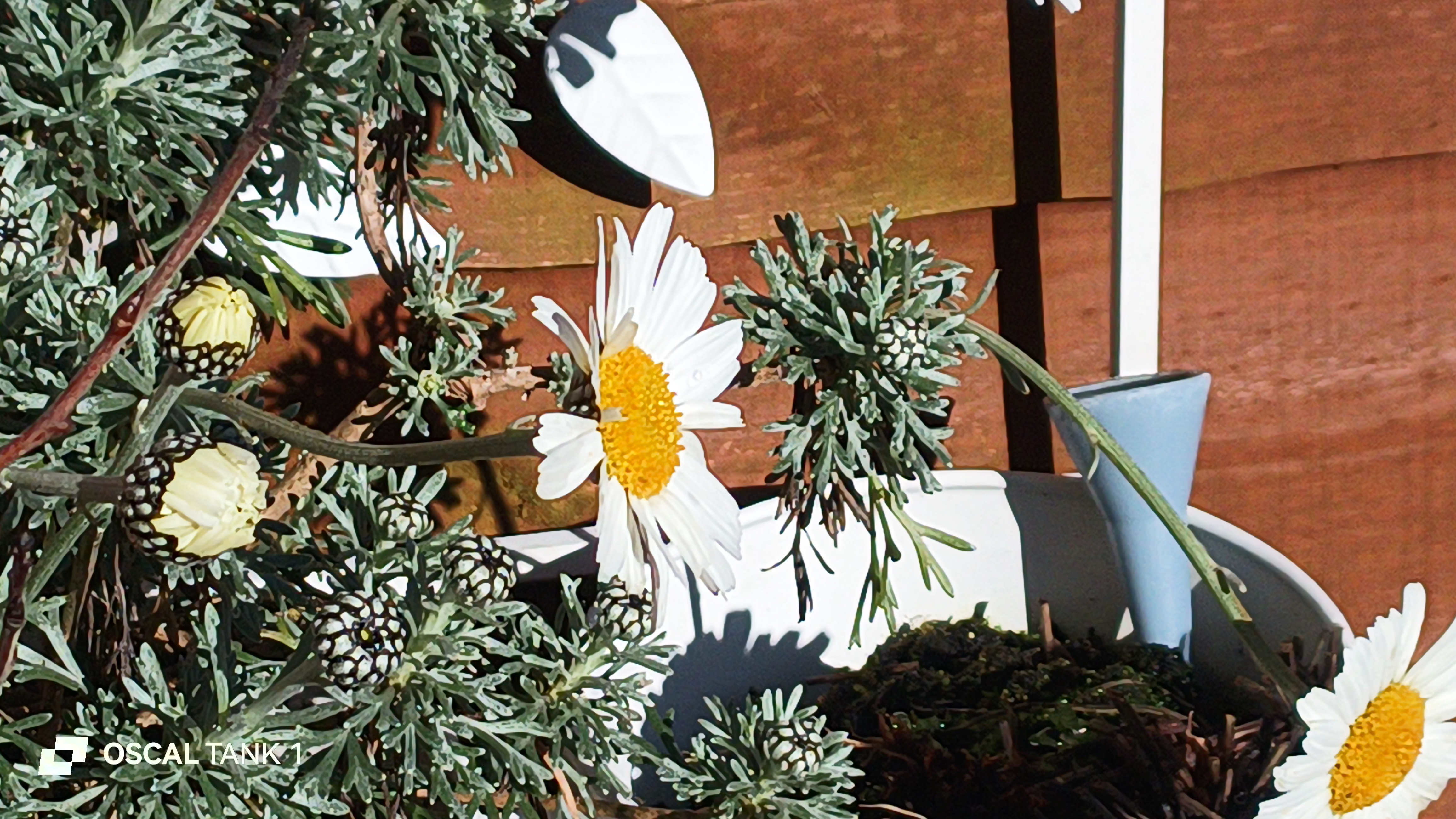 Blackview Oscal TANK 1 example pictures