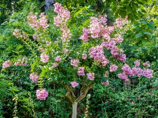 Crape myrtle Lagerstroemia indica 'Terre Chinoise'