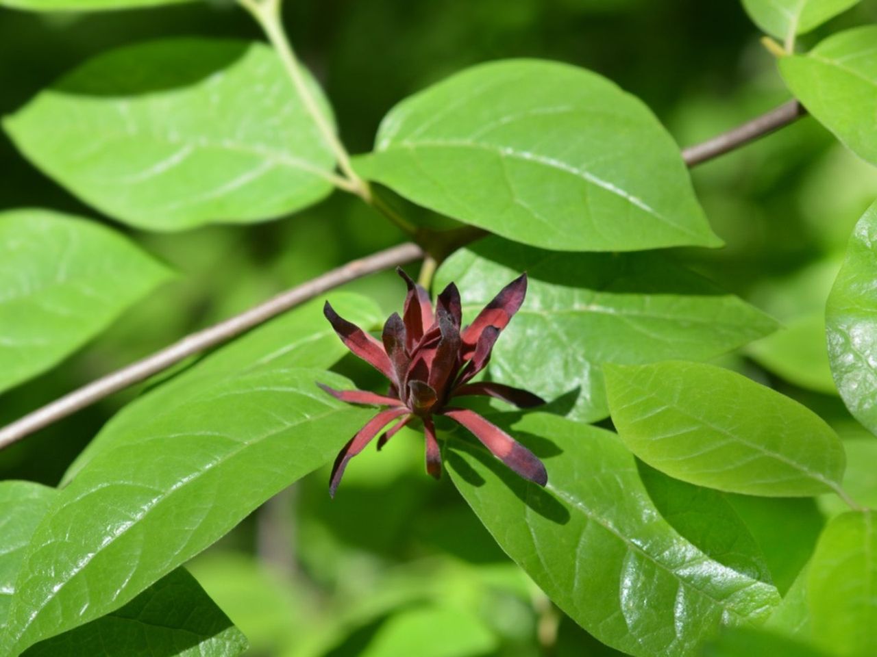 Carolina Allspice Shrub