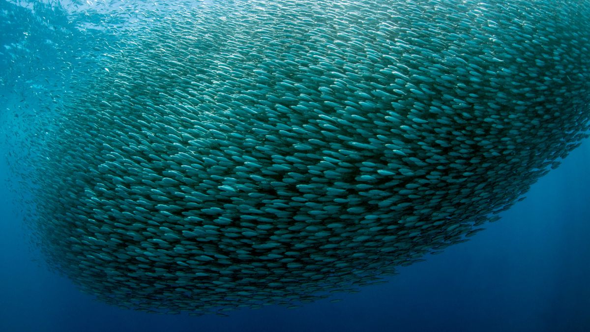 An underwater shot of a huge school of fish, representing the &#039;Sakana&#039; in the name &#039;Sakana AI&#039; and collective intelligence AI.