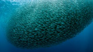 An underwater shot of a huge school of fish, representing the 'Sakana' in the name 'Sakana AI' and collective intelligence AI.
