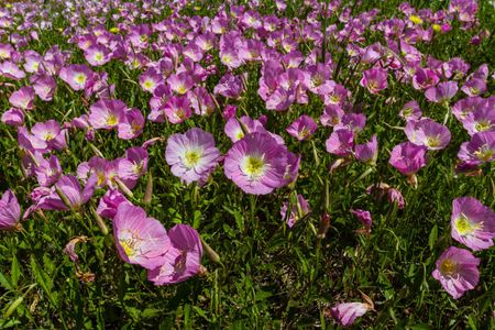 mexican primrose