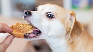 Can dogs eat peanuts? Dog biting into a piece of toast with peanut butter
