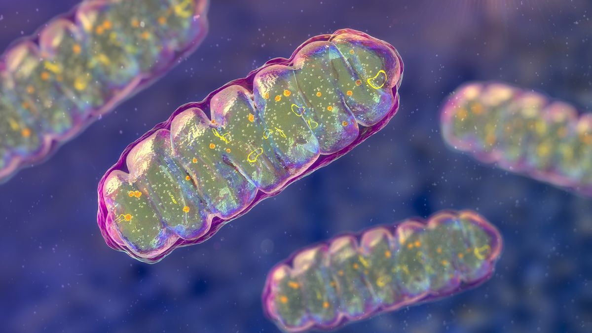 Scientists just discovered a single molecule that may treat rare, devastating mitochondrial diseases