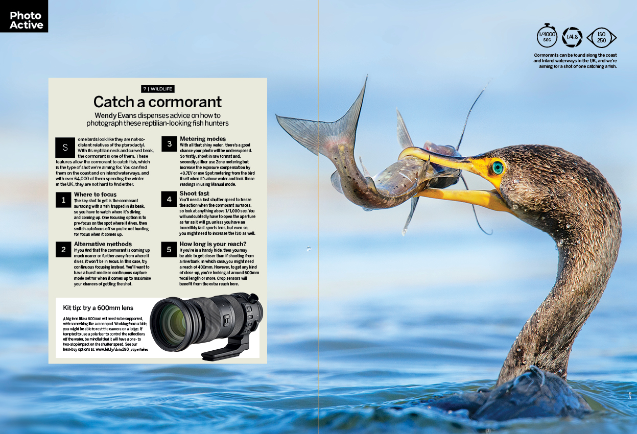 Image showing project 9 of the Photo Active projects section in issue 299 (October 2025) of Digital Camera magazine, explaining how to take photographs of cormorants