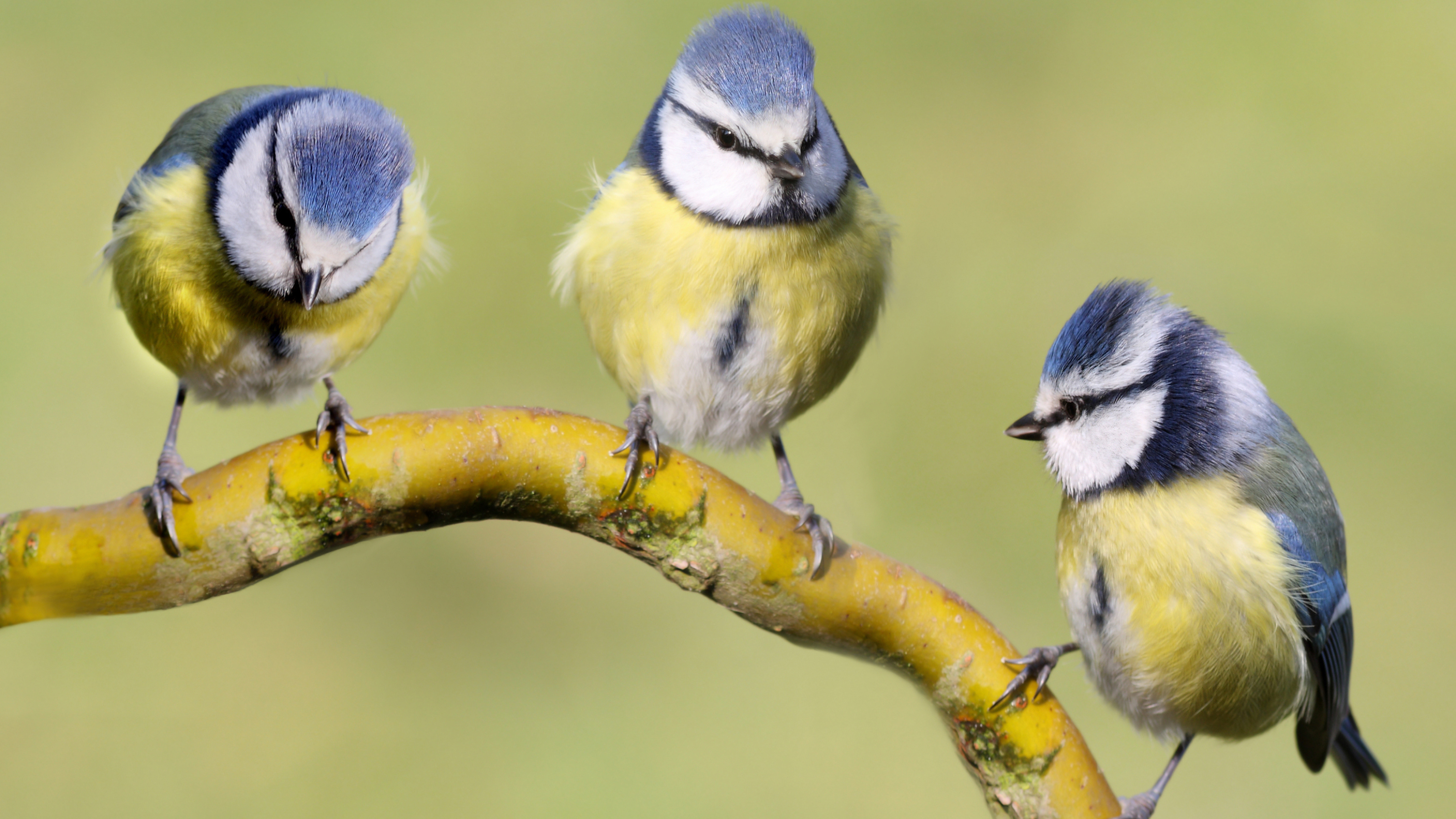 Three blue tits on a small branch