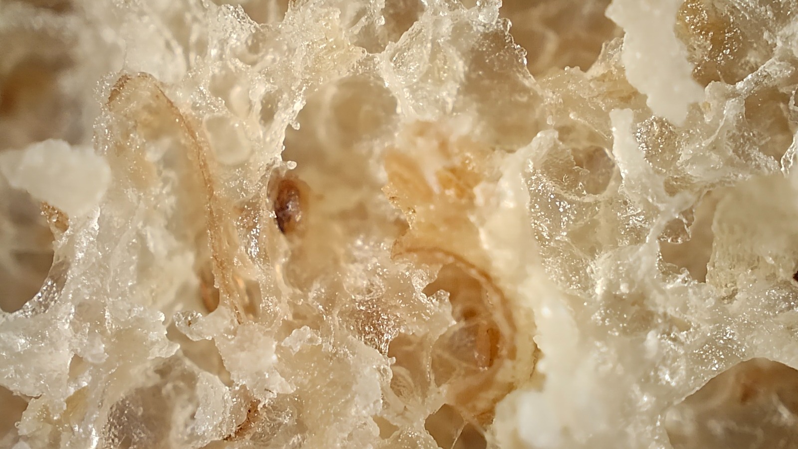 Microscopic picture of bread taken using the Realme GT 2 Pro