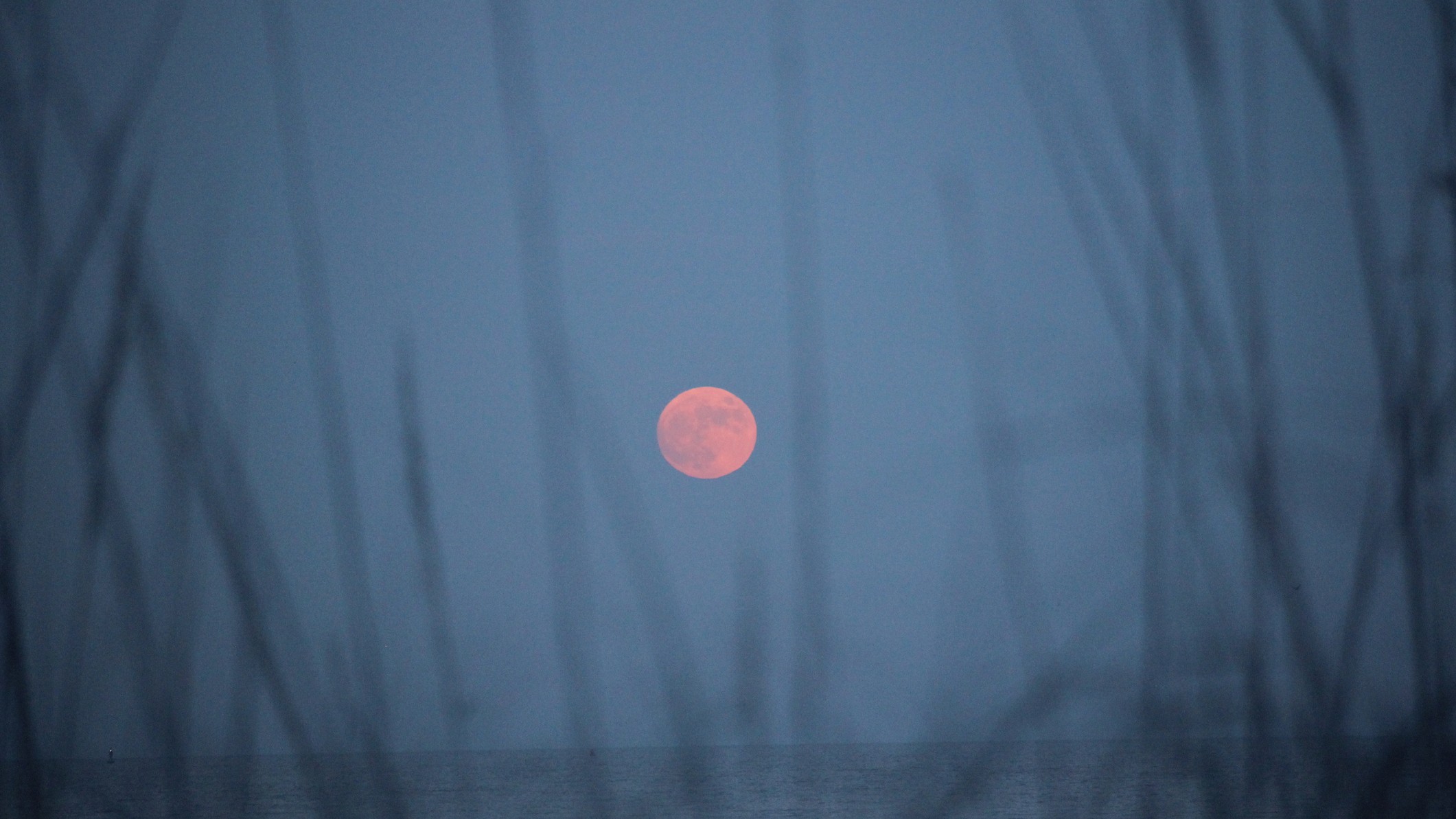 a pink orange hued moon rising in the dusky blue sky