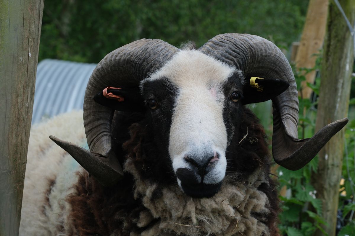 A black and white ram looks directly at the camera, taken on a Fujifilm X-T50 camera
