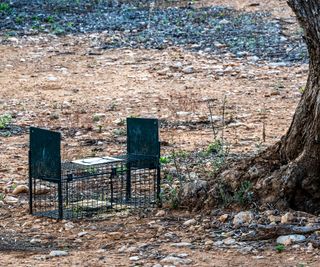 Trap for large rodents in an olive grove affected by a pest