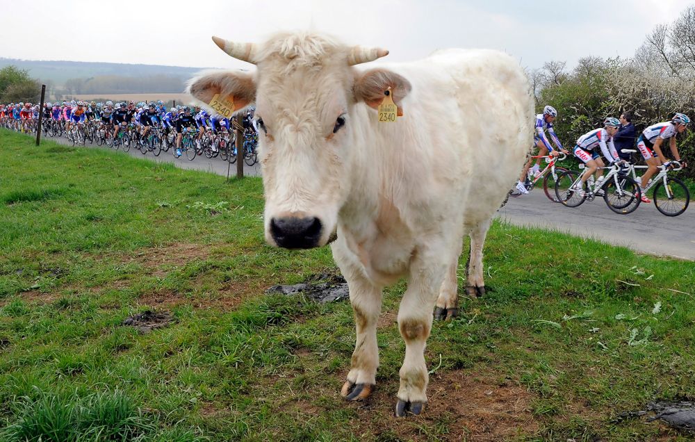 A white cow stands in a field as the pack passes during the 74th edition of the one-day cycling race Fleche Wallonne, 198 km from Charleroi to Huy, in 2010.