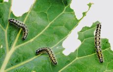 Three Caterpillars Eating A Green Leaf