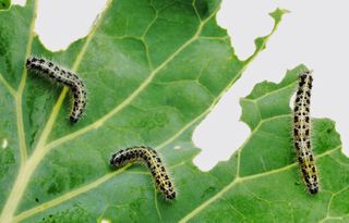 How To Get Rid Of Caterpillars Keep Caterpillars Out Of The