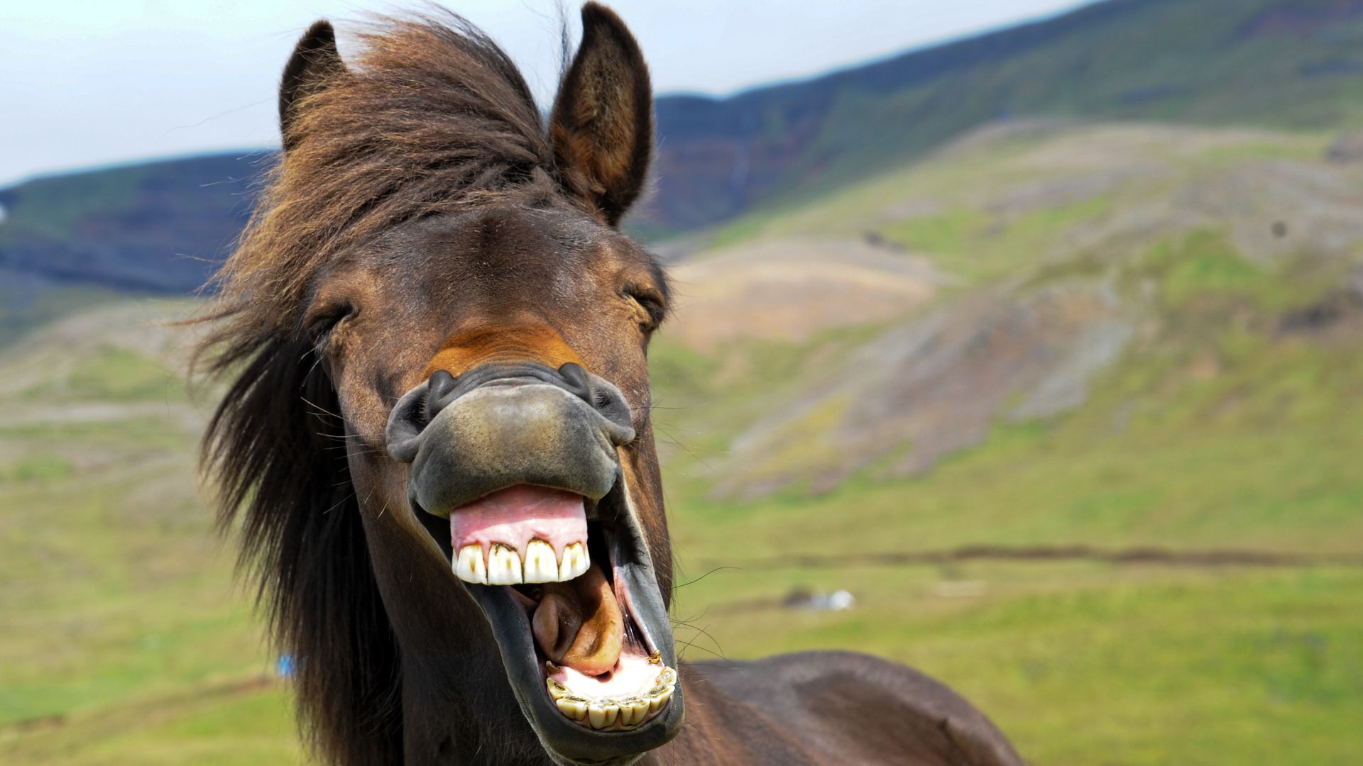 brown horse laughing, facing camera