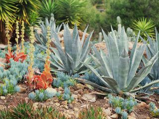 succulent planting in a dry garden