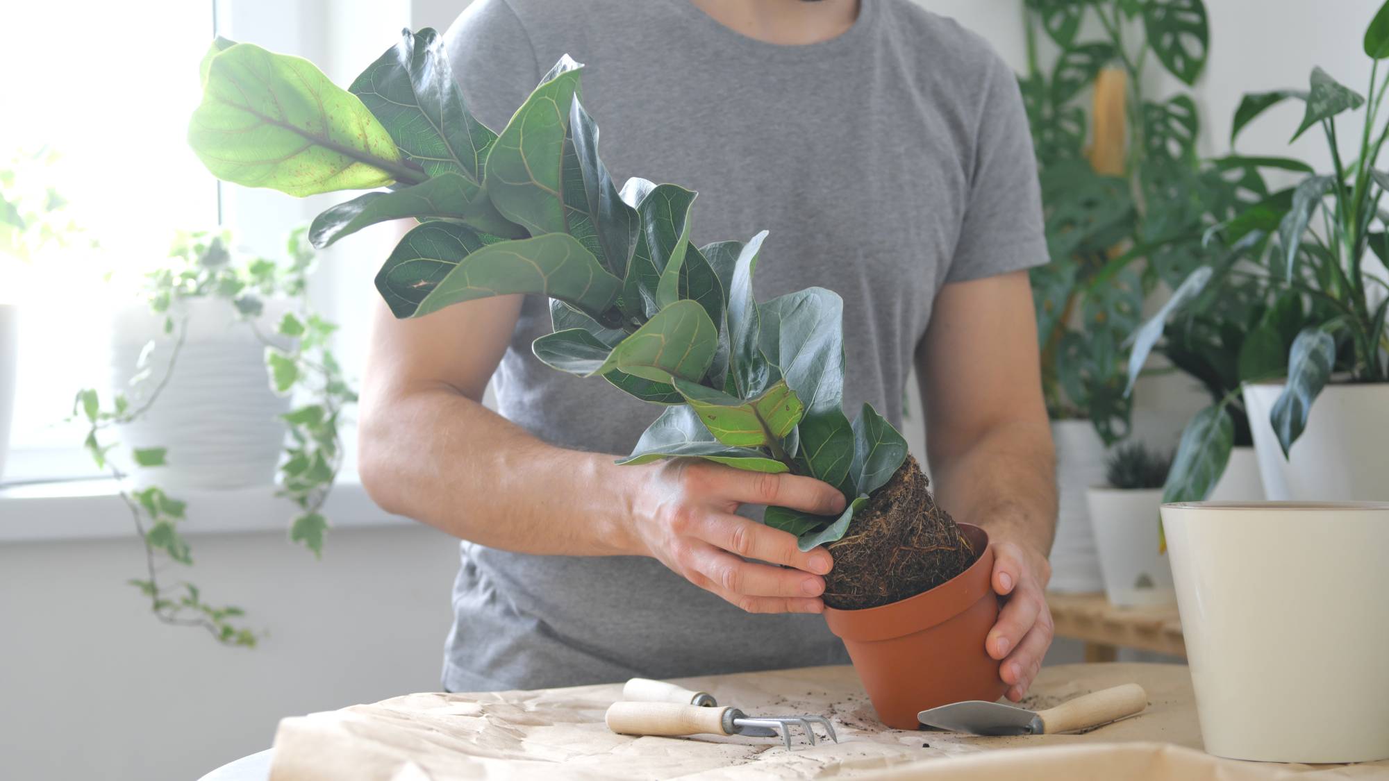 The torso of a man as he repots a fiddle leaf fig
