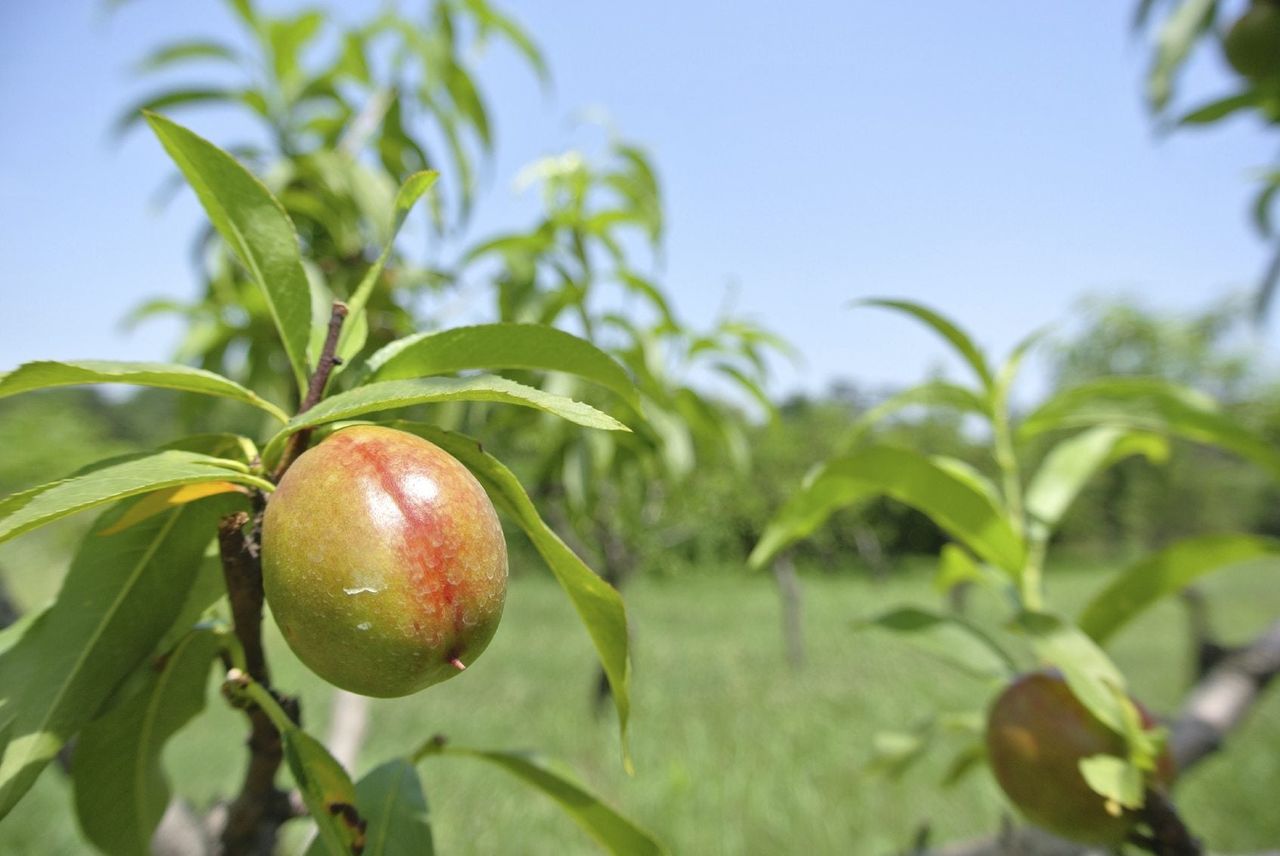 Nectarine Tree