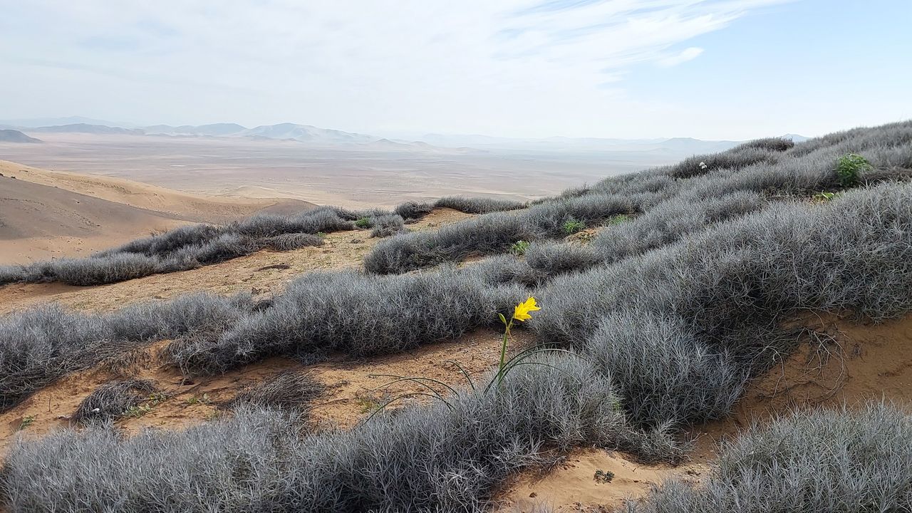 A single yellow flower blooms out of a field of blue-toned desert grass