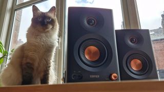 The Edifier MR5 monitor speaker on a table next to a cat.