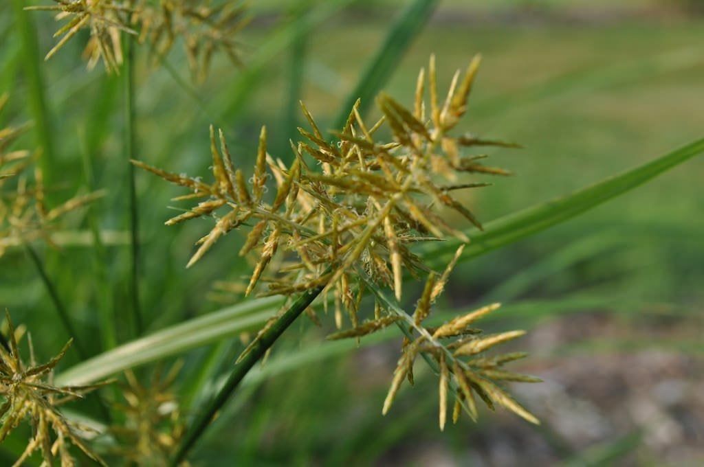 Yellow Nutsedge Facts Identifying And Managing Yellow Nutsedge