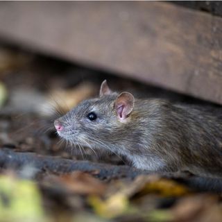 Rat emerging from base of garden shed