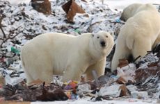 Polar bears ransack a garbage dump for food near Churchill, Manitoba. On Feb. 9, a small village in Russia declared a state of emergency after being visited by at least 52 hungry polar bears in the last two months.