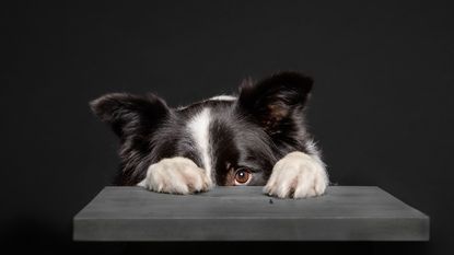 A dog hides with only his paws and worried eyes showing.