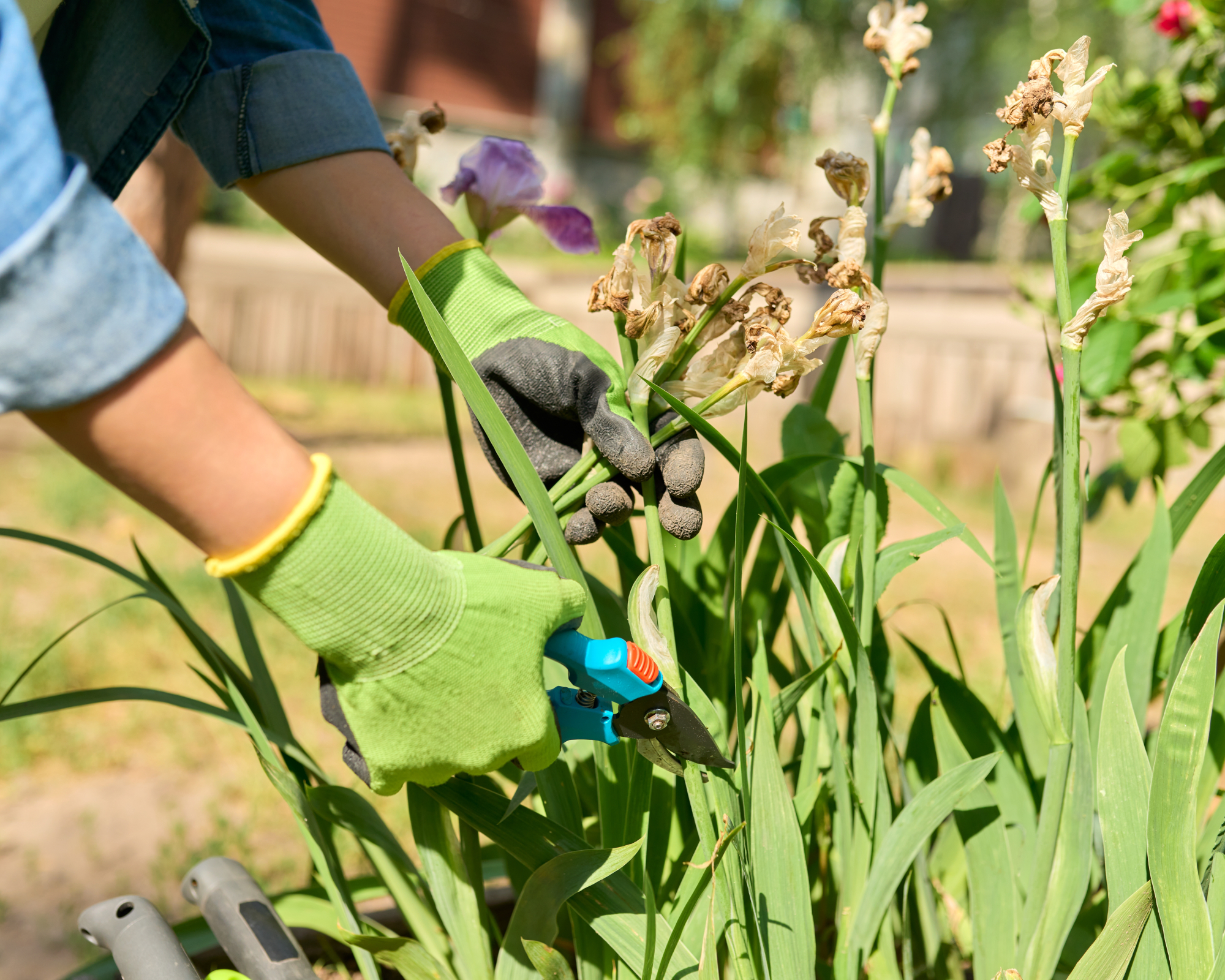 woman deadheading irises