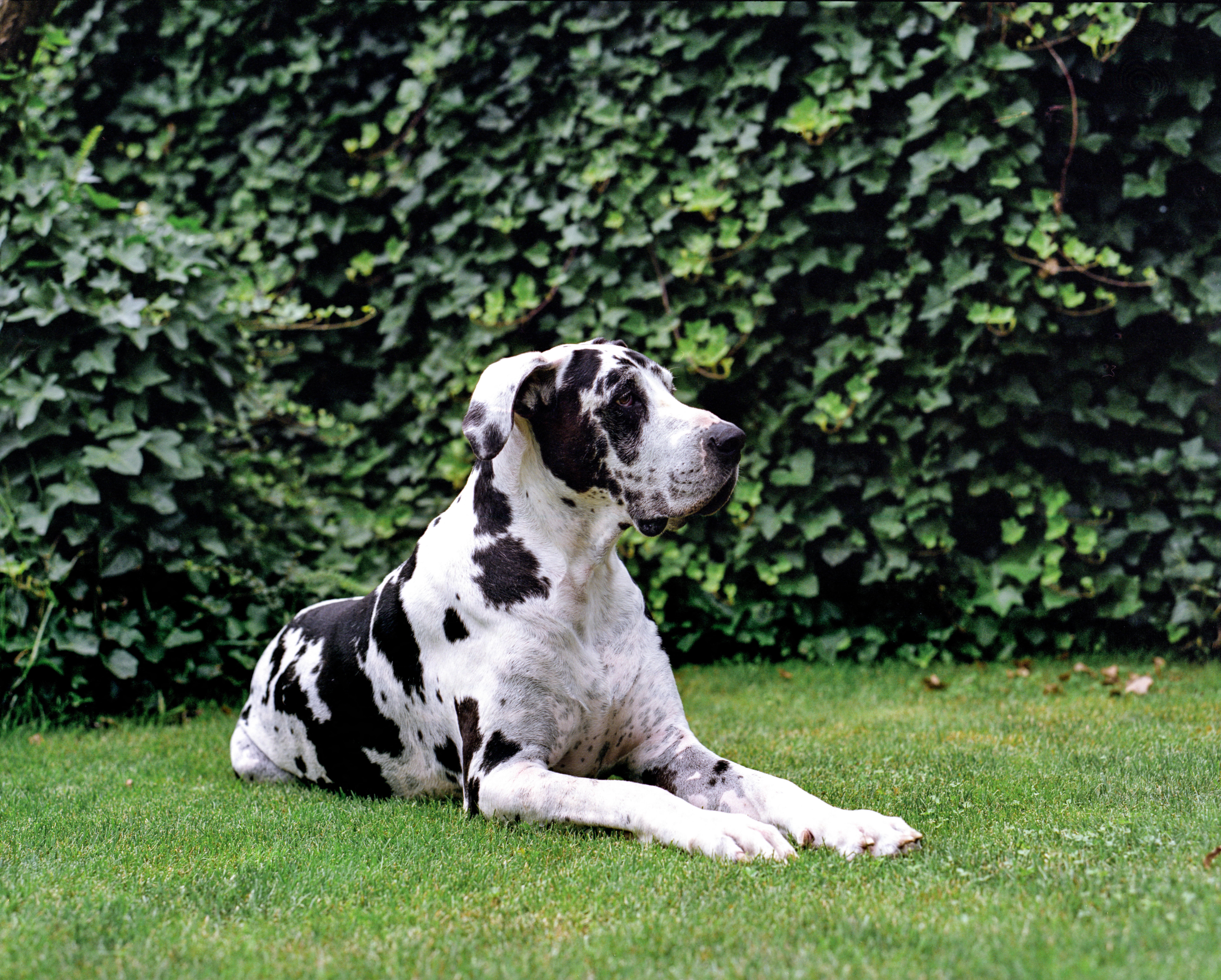 A black-and-white Great Dane lies on a neatly trimmed lawn in front of a dense wall of ivy, looking alert in a garden setting.